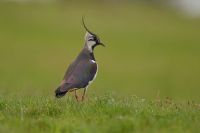 Lapwing