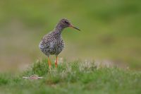 Redshank5