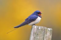 Swallow